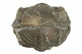Wide, Enrolled Eldredgeops Trilobite Fossil - Ohio #188906-3